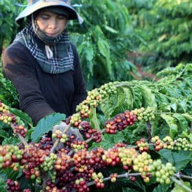 Cà phê Việt đậm chất văn hoá người việt