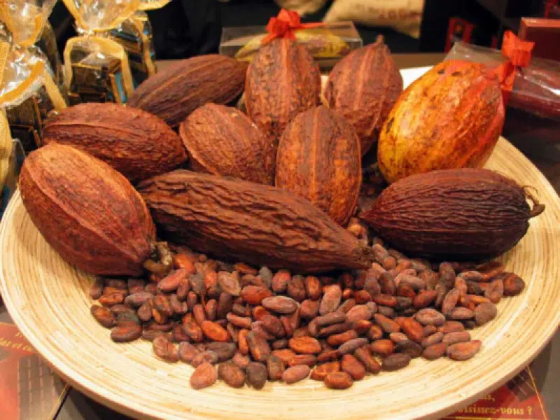 hạt cacao khô lên men